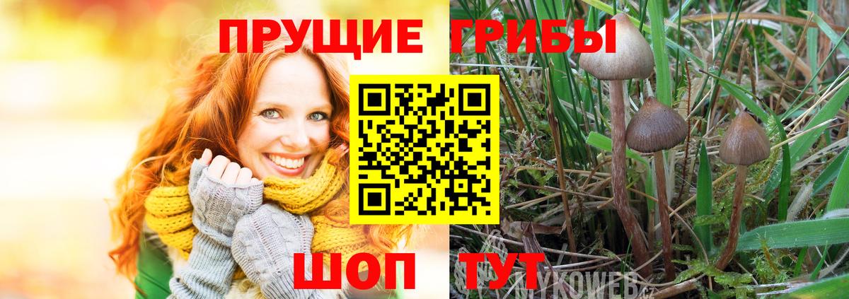 Псилоцибиновые грибы Psilocybine cubensis  Вход с VPN  Дивногорск  Галлюциногенные грибы Magic Shrooms 
